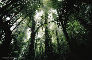 树木树叶-仰视热带雨林的灌木