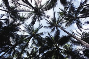 树木树叶-仰视蓝天白云下的椰树林