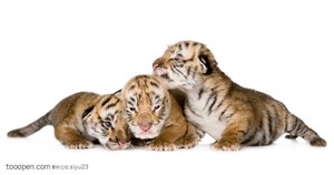 动物世界-两只可爱的老虎