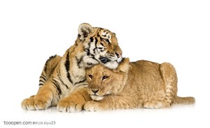动物世界-两只可爱的老虎