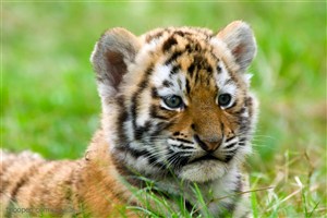 动物世界-草地上的小老虎