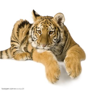 动物世界-可爱的老虎