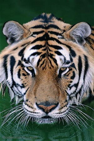 动物世界-眯眼的老虎