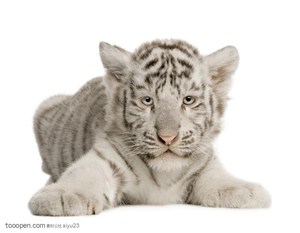动物世界-趴着的小白虎