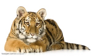 动物世界-趴着的老虎
