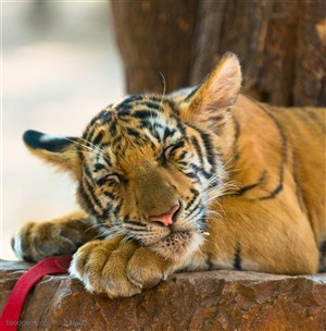 动物世界-趴着的小老虎