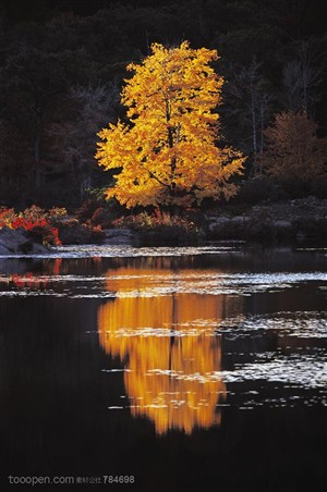 树木树叶-一颗枫树倒影在水里