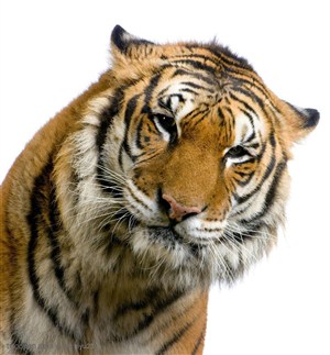 动物世界-歪头的老虎