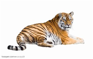 动物世界-威武的老虎