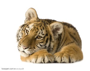 动物世界-歪头趴着的老虎