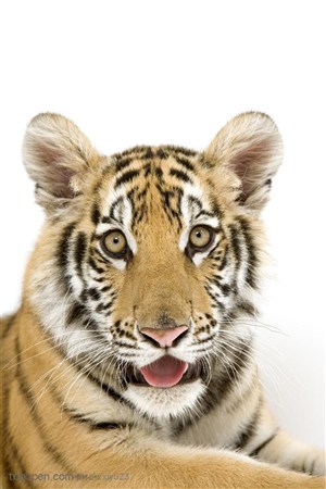 动物世界-张嘴的可爱老虎