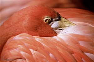 动物世界-红褐色的小鸟