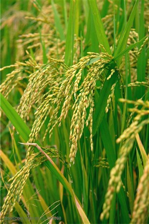 农作物-稻田中的稻穗特写
