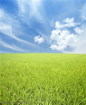 农作物-蓝天白云下的嫩绿禾苗