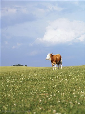 动物世界-草原上的奶牛