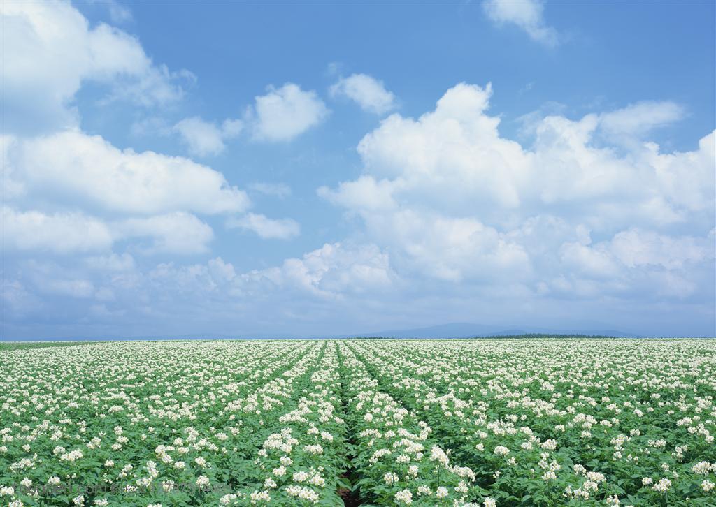 农作物-蓝天白云下的土地