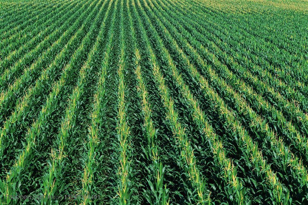 农作物-排列整齐的玉米地