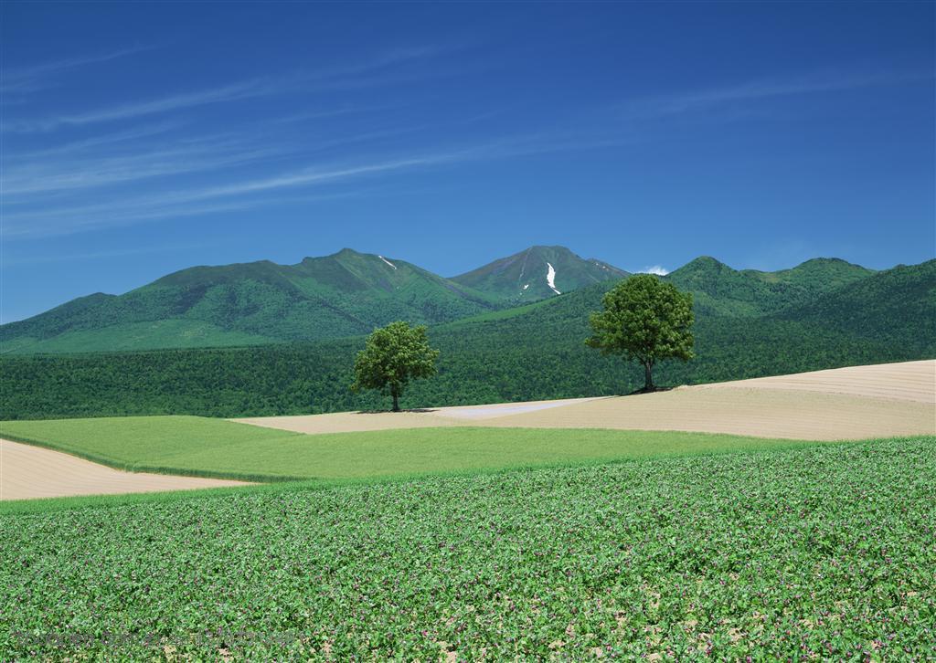 农作物-山丘上的农作物和树木