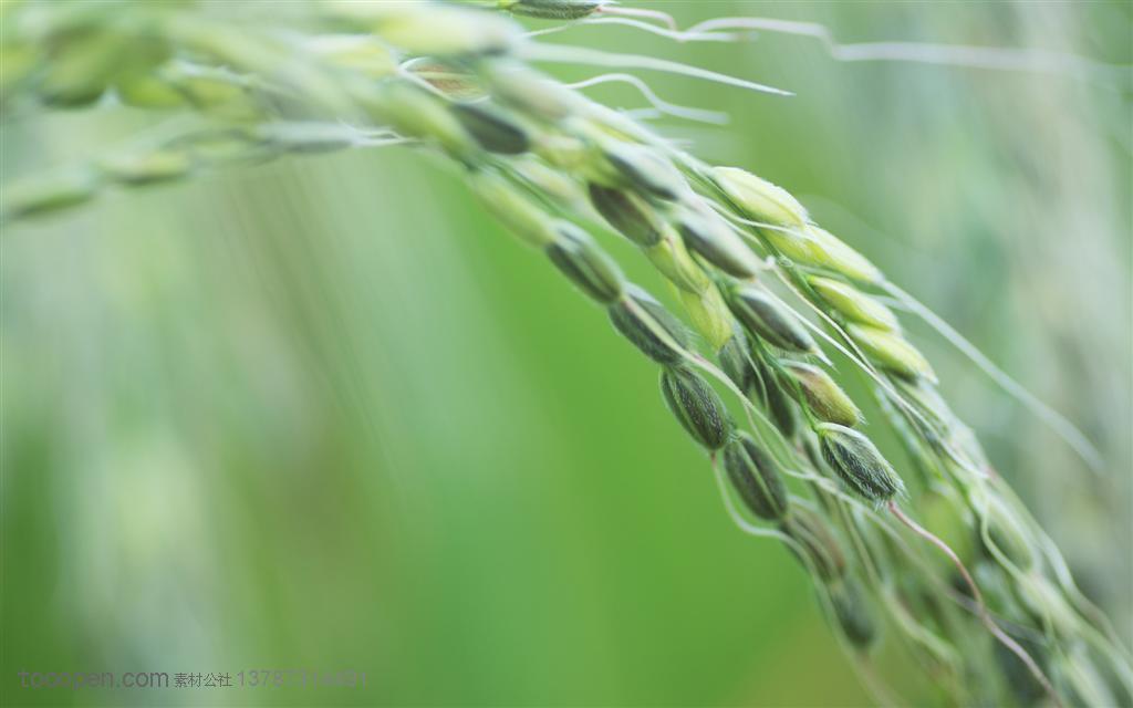 农作物-一束稻穗特写