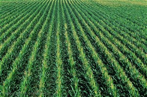 农作物-排列整齐的玉米地
