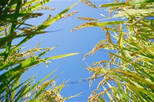农作物-透过稻田中的稻穗仰望天空