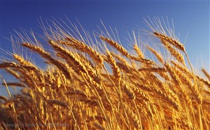 农作物-阳光下颗粒饱满的麦穗