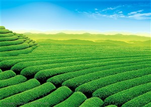 农作物-一片层层叠叠的茶山