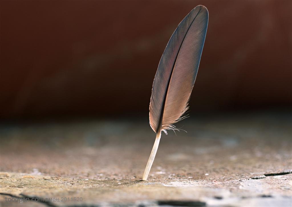 羽毛-竖着的一根咖啡色羽毛特写