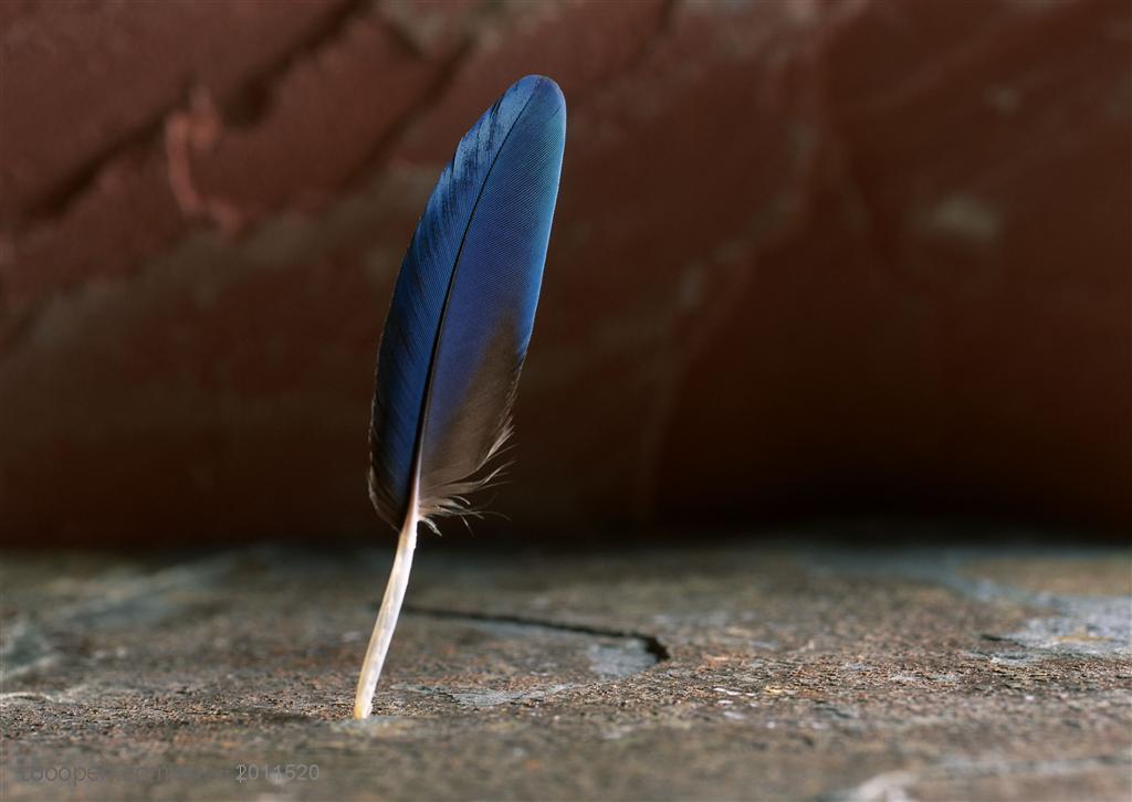 羽毛-竖着的一根蓝色羽毛特写