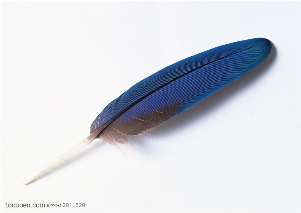 羽毛-斜着摆放的一根蓝色羽毛
