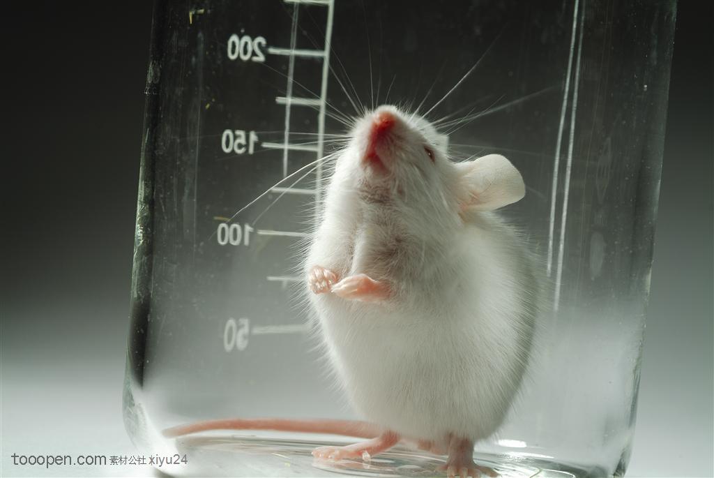 研究实验-玻璃瓶中的白鼠