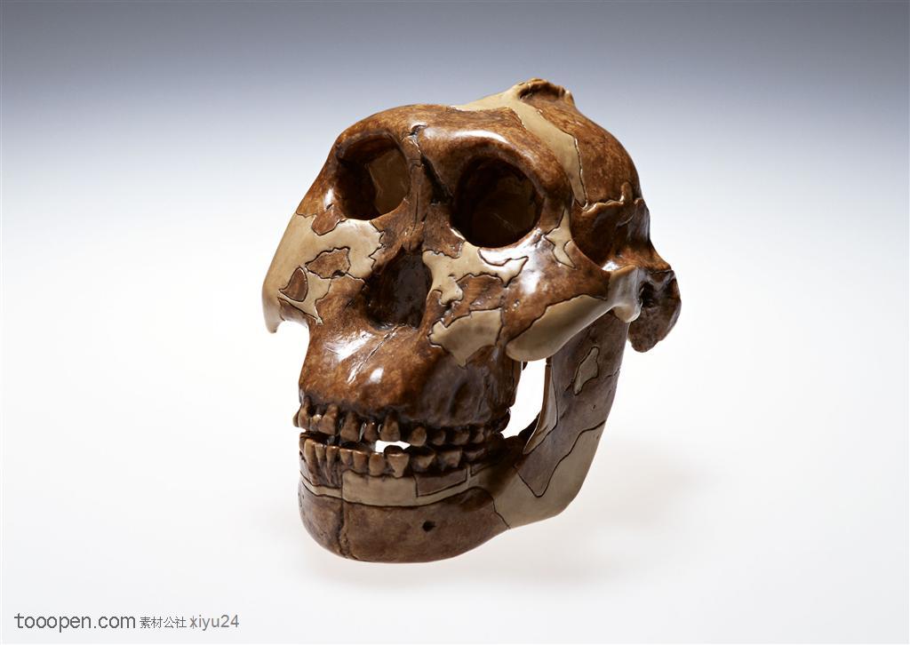 研究实验-原始人头骨