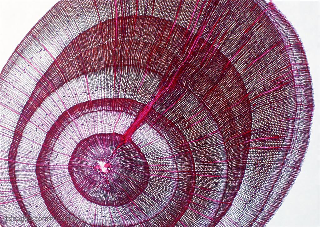 研究实验-红色的树切面