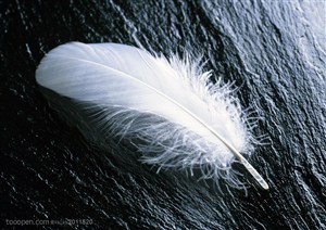 羽毛-俯视一根白色羽毛特写