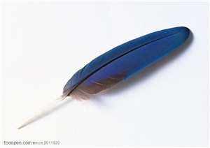 羽毛-斜着摆放的一根蓝色羽毛
