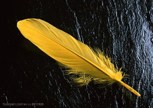 羽毛-俯视一根黄色羽毛特写