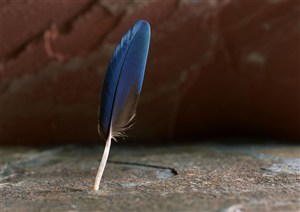 羽毛-竖着的一根蓝色羽毛特写