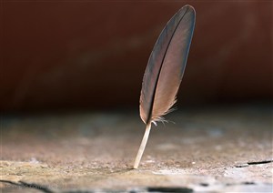 羽毛-竖着的一根咖啡色羽毛特写