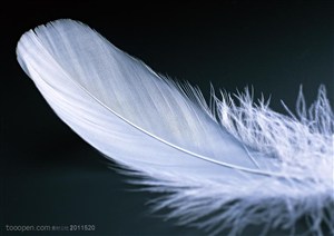 羽毛-一根横着摆放的白色羽毛