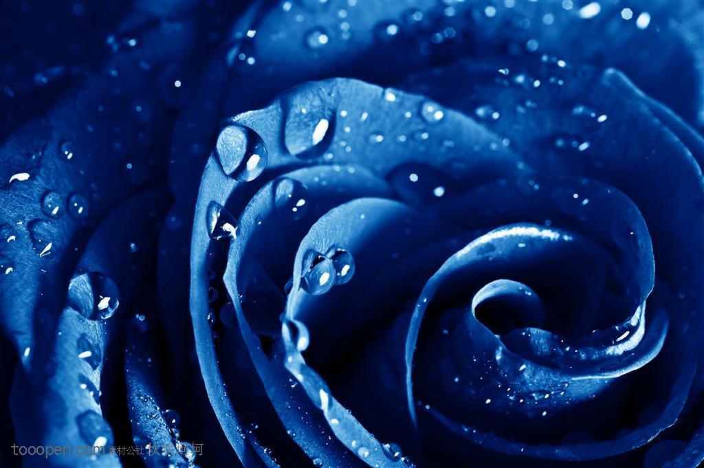 漂亮精致的蓝玫瑰图片素材