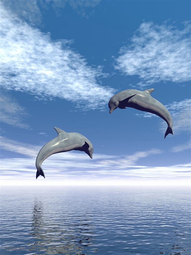 在平静的水面上跃起来的海豚