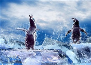 在浪花中冰块上鸣叫的企鹅