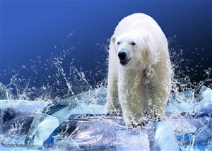 在冰块上行走的北极熊