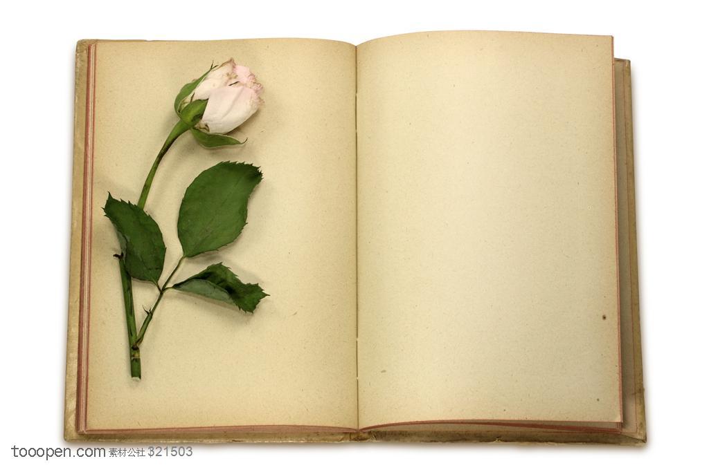 古老书籍-展开的一本古老书籍上的一支玫瑰花
