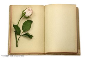 古老书籍-展开的一本古老书籍上的一支玫瑰花