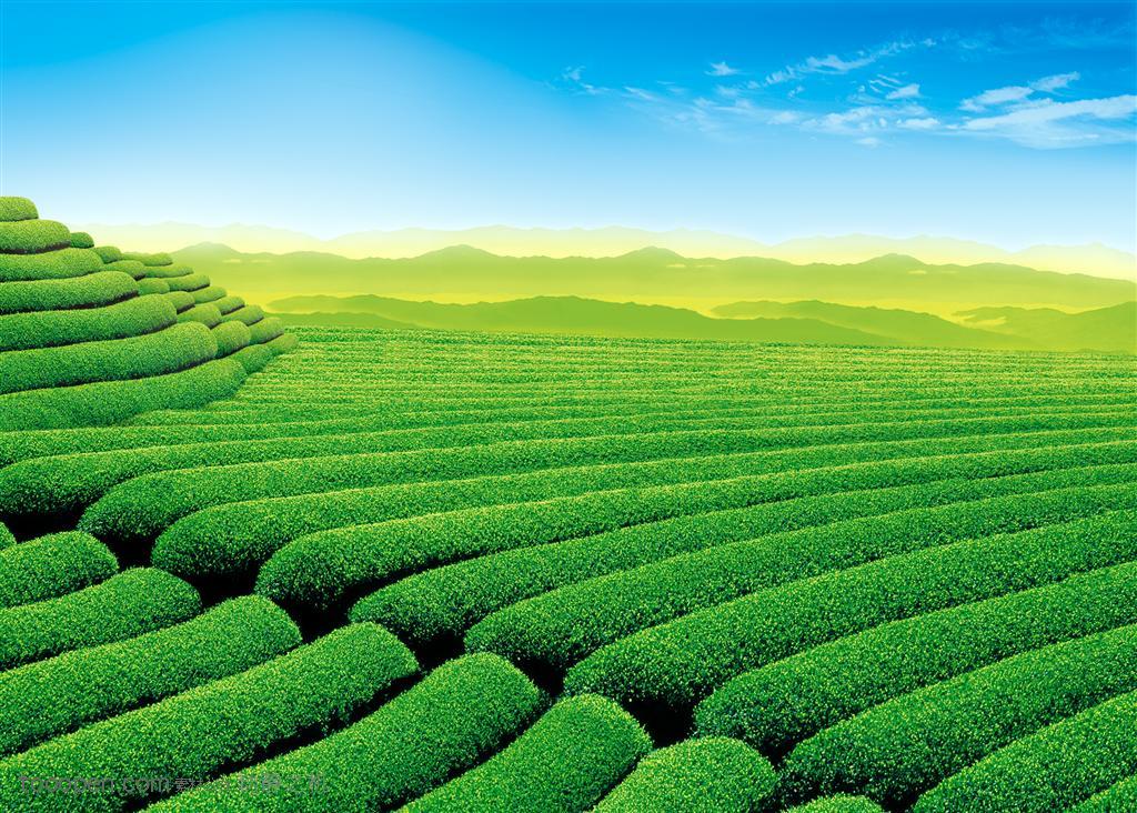 蓝色天空下碧绿的茶叶种植园