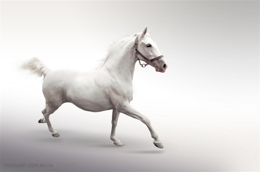 灰色背景中奔跑中的白色骏马