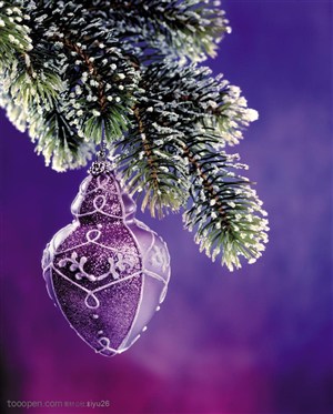 圣诞气息-松枝下挂着的紫色圣诞球