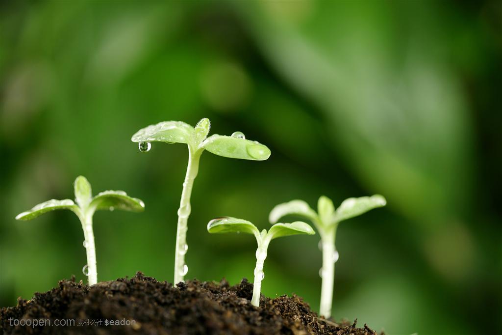 绿色低碳 雨后的绿苗