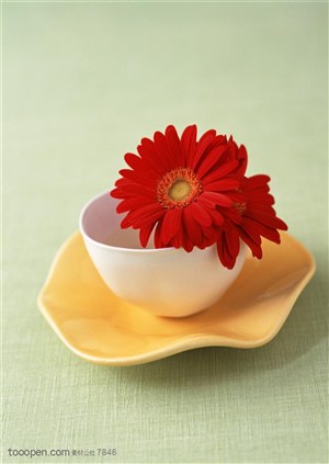 家俱饰品-托盘的碗里装着两朵红色非洲菊